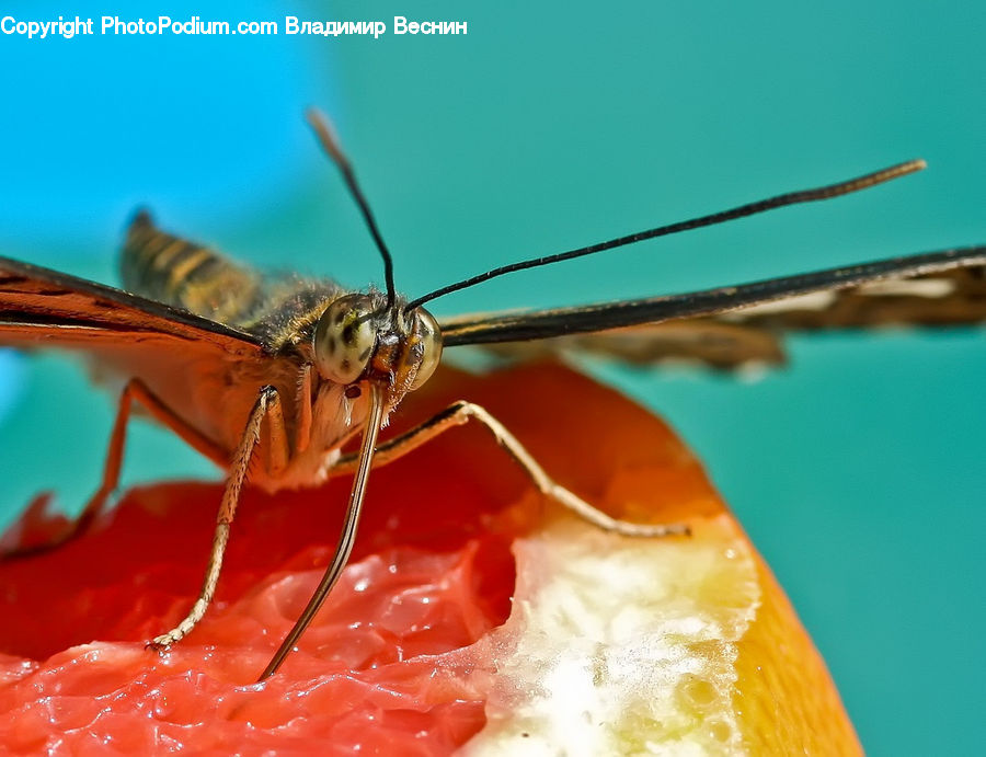 Insect, Invertebrate, Mosquito, Cricket Insect, Grasshopper, Anisoptera, Dragonfly