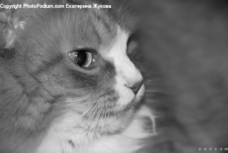 Animal, Adorable, Person, Portrait