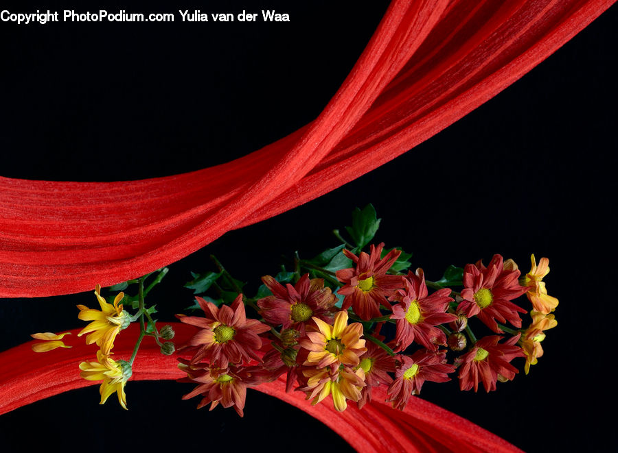 Blossom, Flora, Flower, Plant, Amaryllis, Gladiolus, Geranium