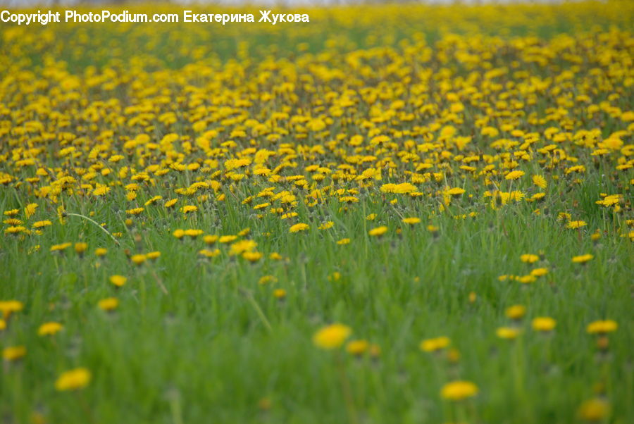 Field, Grass, Grassland, Meadow, Outdoors, Pasture, Blossom