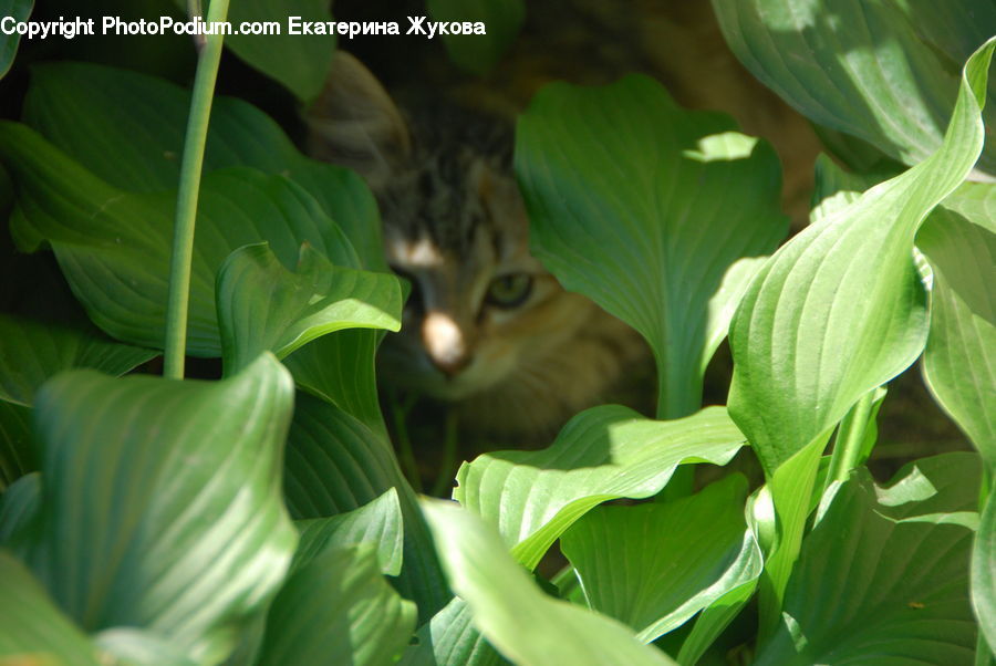 Plant, Animal, Cat, Mammal, Pet, Abyssinian, Manx