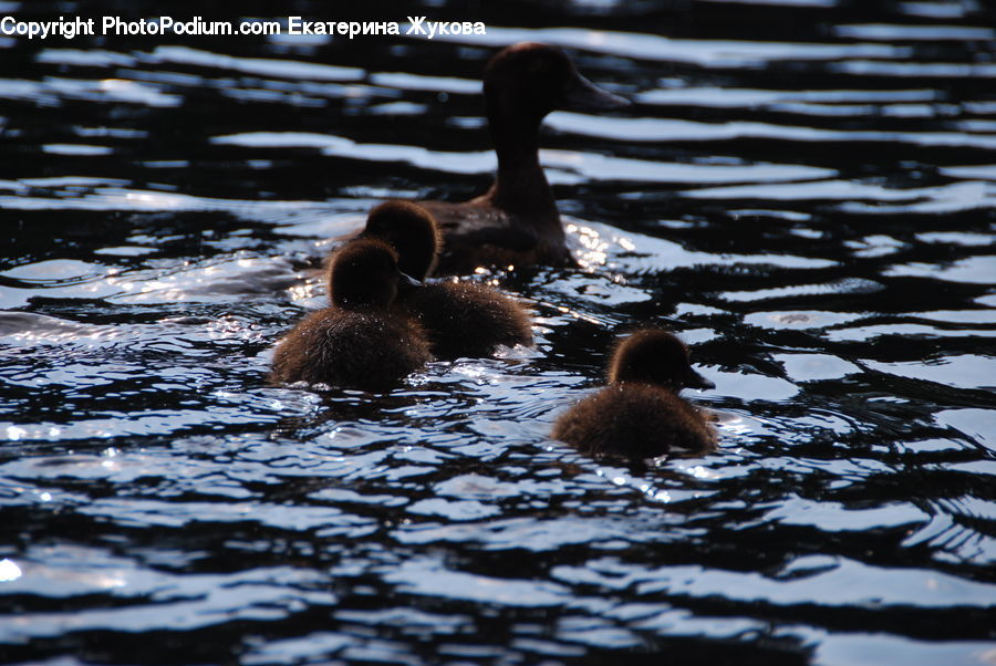 Bird, Waterfowl, Duck, Teal, Goose