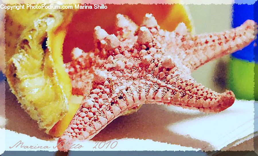 Cake, Dessert, Food, Pie, Tart, Invertebrate, Sea Life