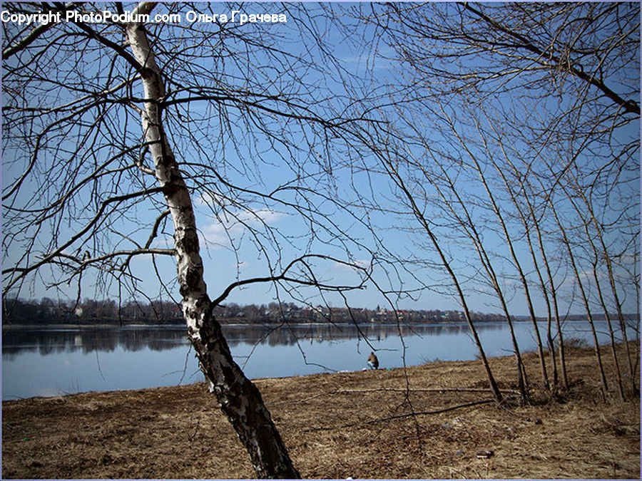 Birch, Tree, Wood, Plant, Landscape, Nature, Scenery