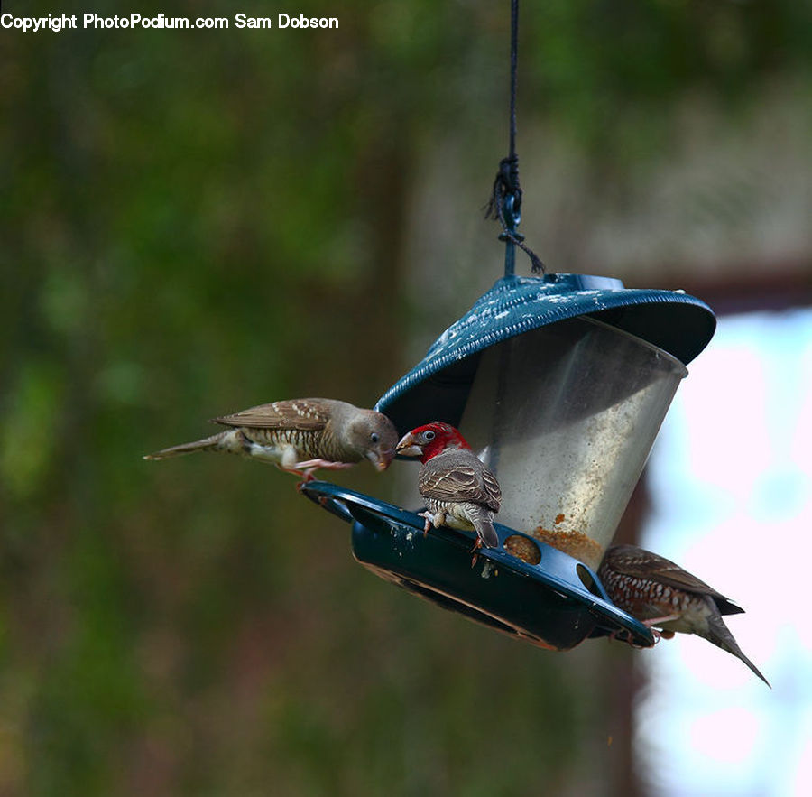 Bird, Flicker Bird, Woodpecker, Finch, Swallow, Kite Bird