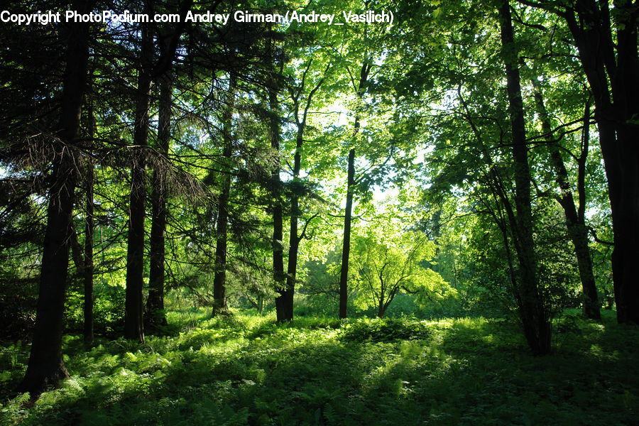 Forest, Vegetation, Jungle, Rainforest, Grove, Land, Flare