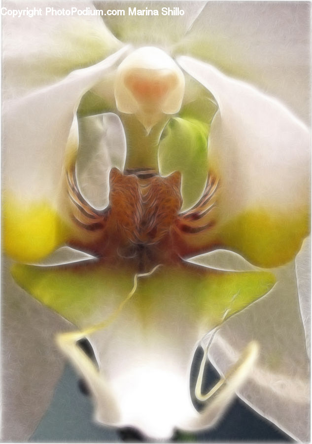 Blossom, Flora, Flower, Orchid, Plant, Gladiolus, Bowl