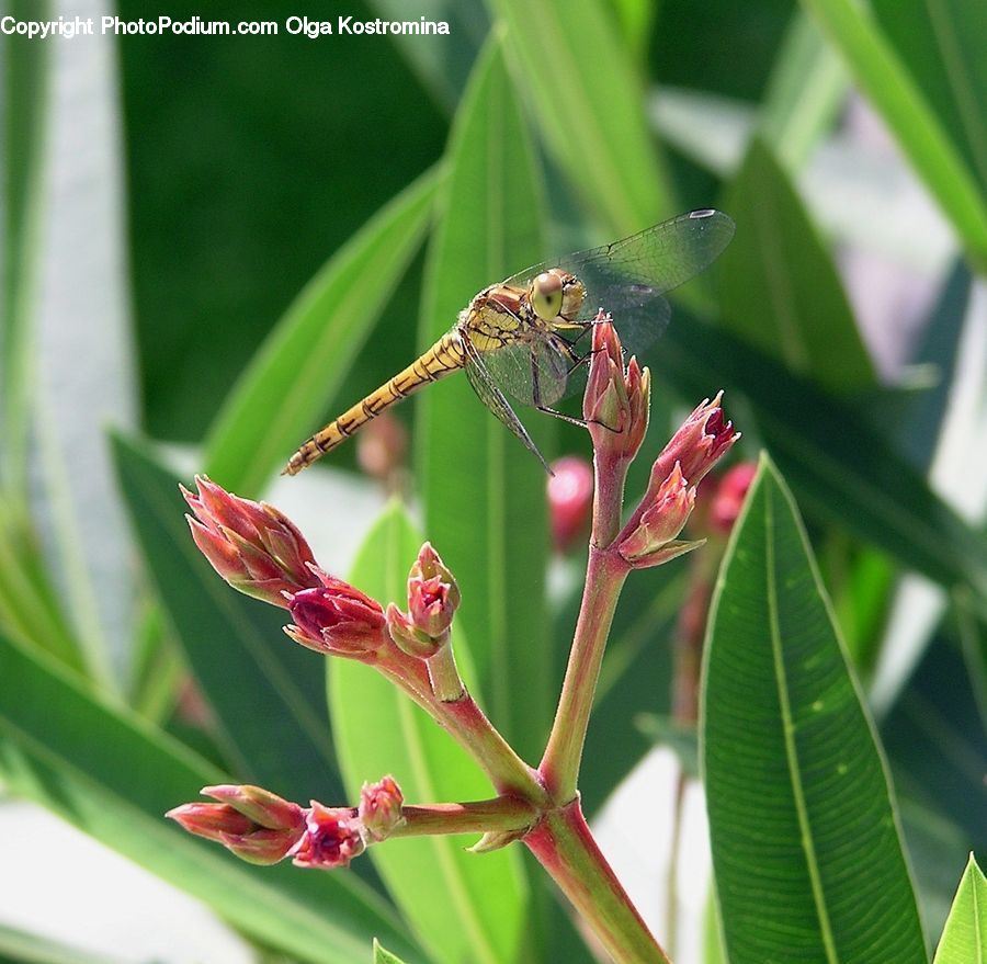 Anisoptera, Dragonfly, Insect, Invertebrate, Blossom, Flora, Flower
