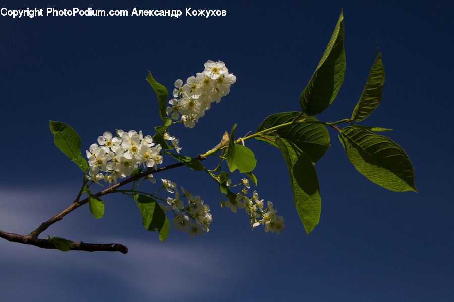Blossom, Flora, Flower, Plant, Cherry Blossom, Pollen, Petal