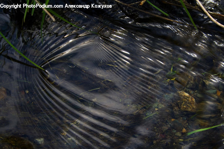 Outdoors, Ripple, Water, Algae, Grass, Plant, Reed