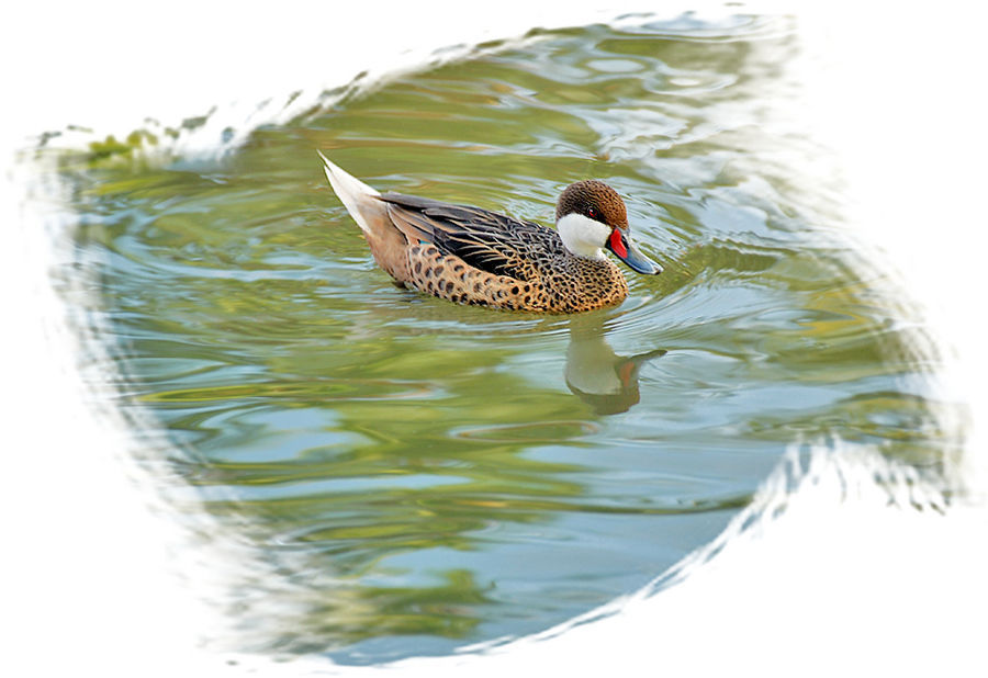 Bird, Duck, Teal, Waterfowl, Mallard, Goose