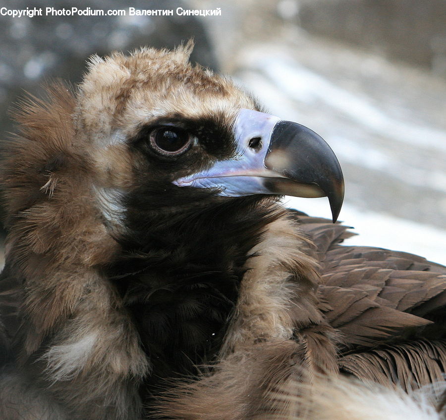 Beak, Bird, Booby
