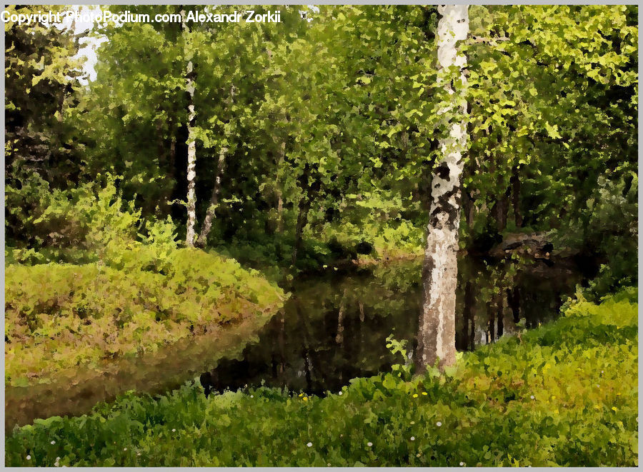Birch, Tree, Wood, Forest, Vegetation, Conifer, Fir