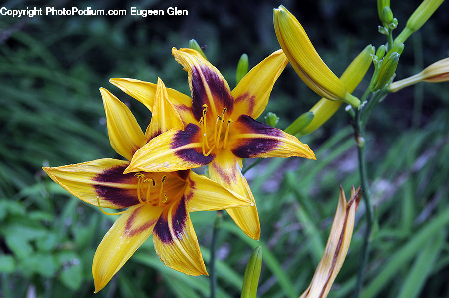Flora, Flower, Iris, Plant, Lily, Blossom, Petal