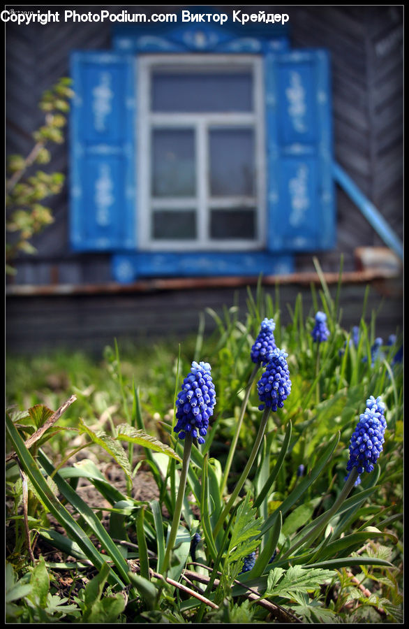 Fiber, Flax, Flora, Flower, Plant, Lupin, Blossom