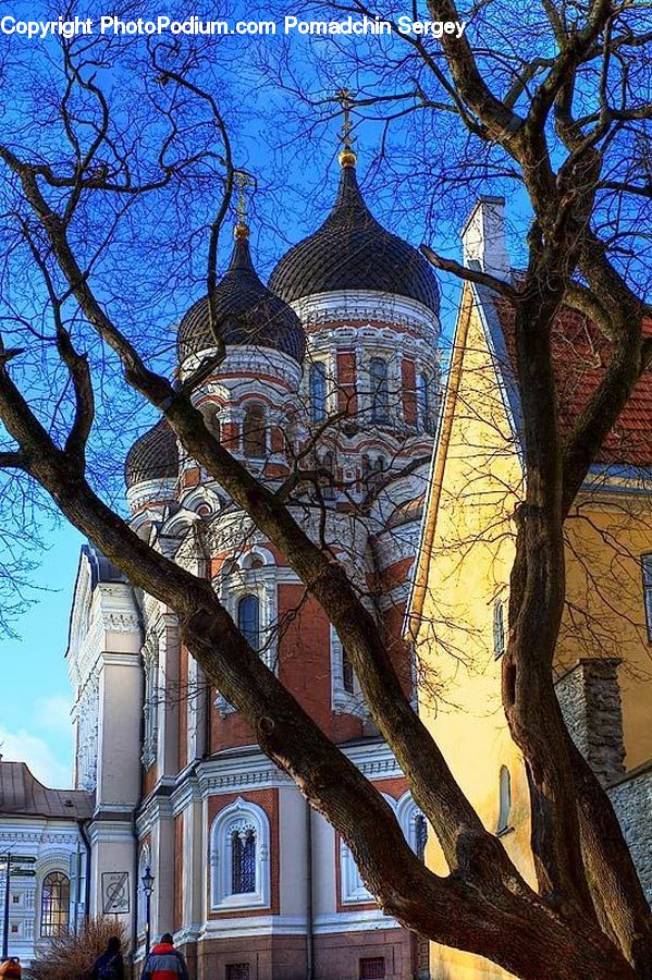 Architecture, Church, Worship, Plant, Tree, Oak, Wood