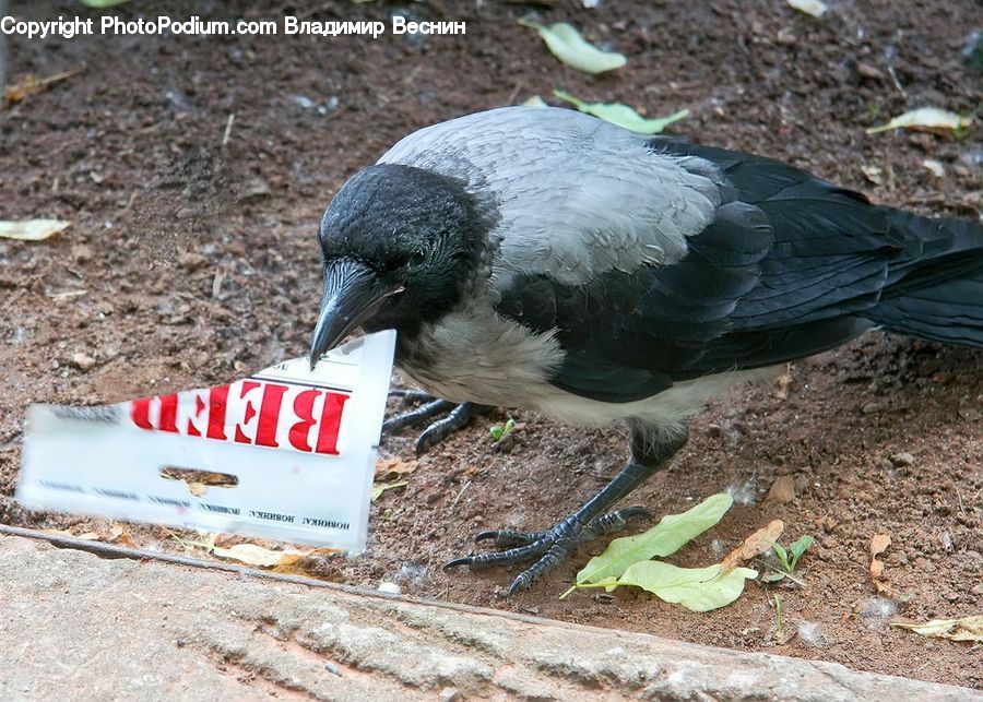 Bird, Booby, Dove, Pigeon, Soil, Animal, Zoo