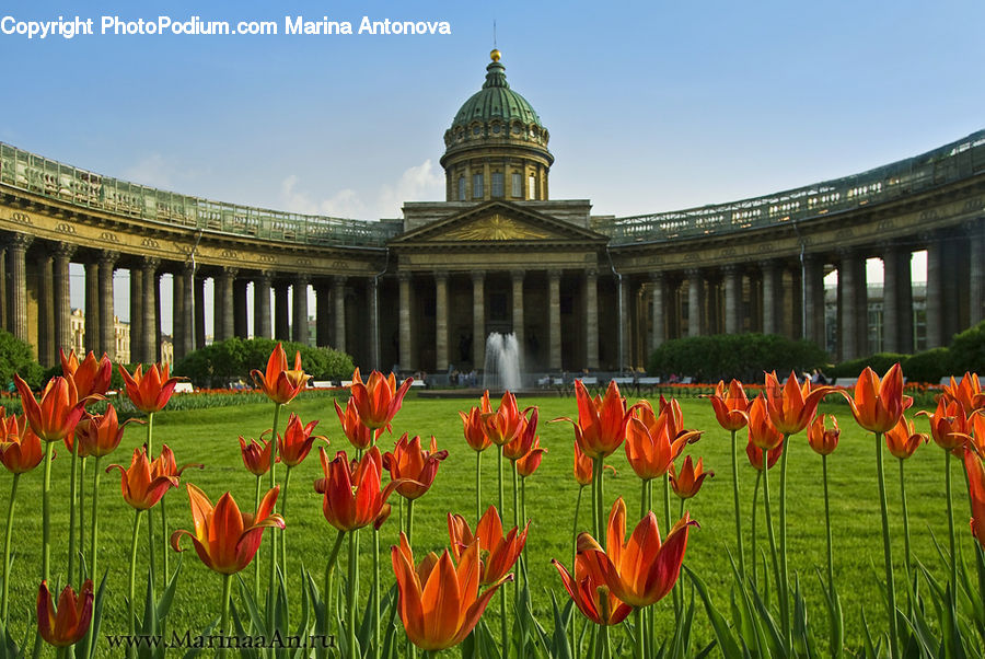 Blossom, Flora, Flower, Plant, Tulip, Architecture, Dome