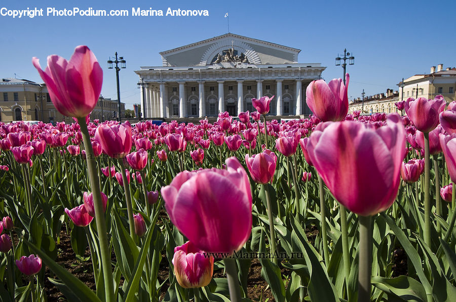 Blossom, Flora, Flower, Plant, Tulip, Crocus, Building