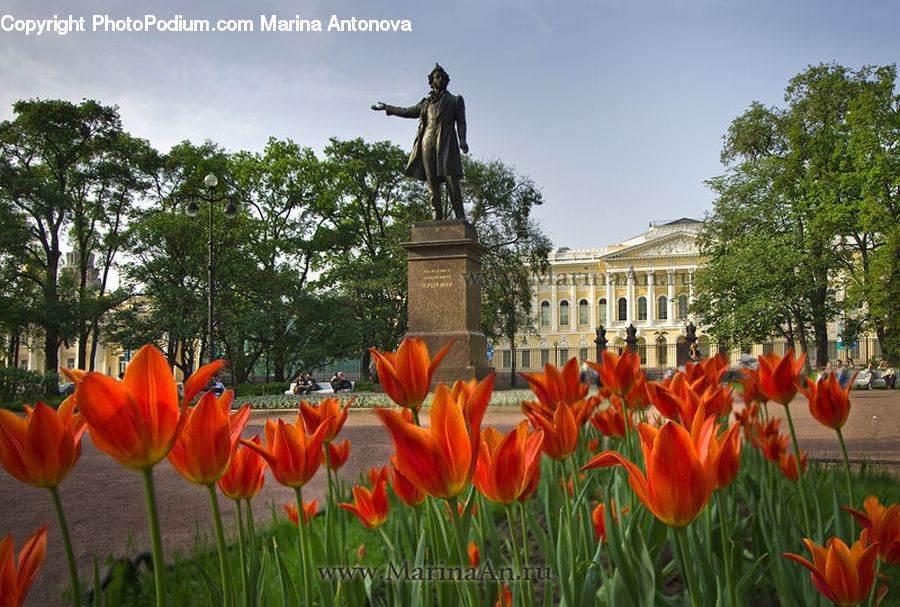 Blossom, Flora, Flower, Plant, Tulip, People, Person