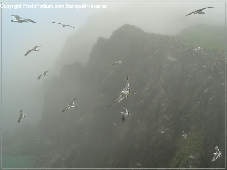 Bird, Seagull, Ardeidae, Crane Bird, Egret, Waterfowl