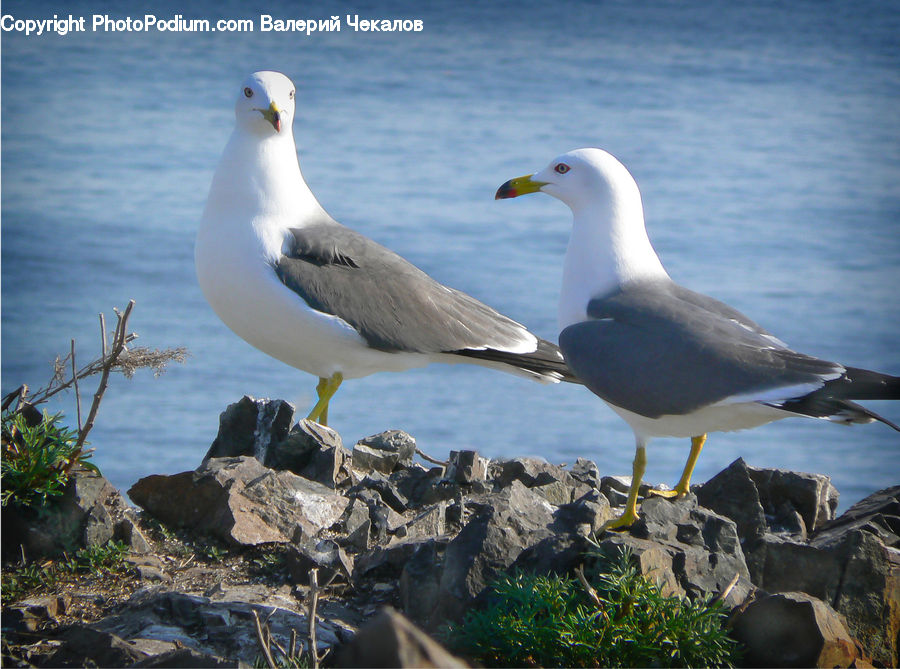 Bird, Seagull, Booby, Cliff, Outdoors, Rock, Crest
