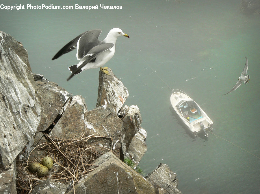 Bird, Booby, Seagull, Rock, Outdoors, Dock, Landing
