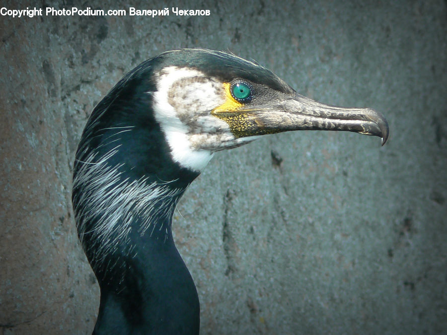 Bird, Cormorant, Waterfowl
