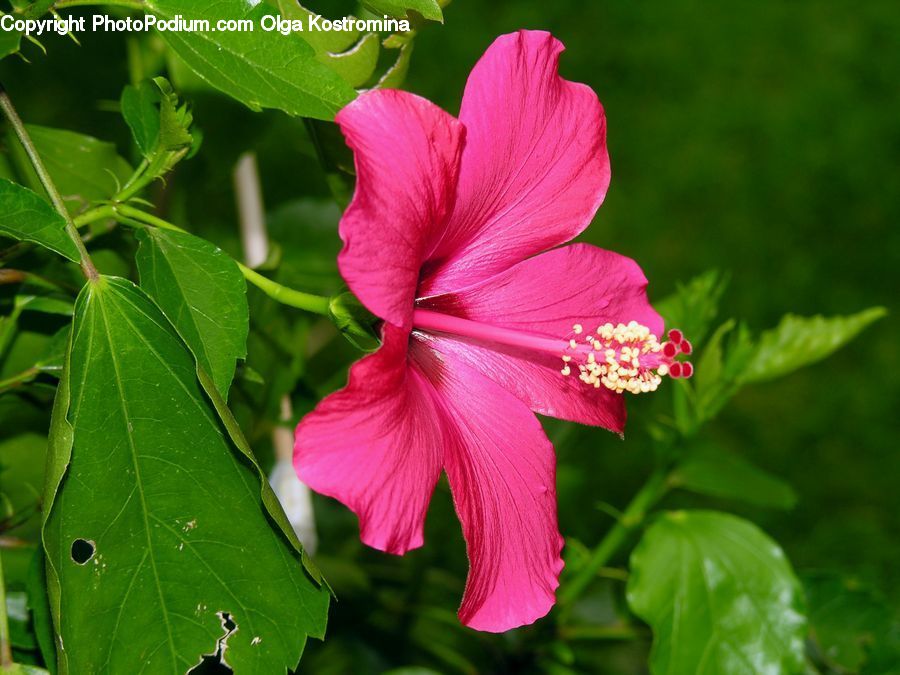 Flora, Flower, Hibiscus, Plant, Poppy, Blossom, Geranium