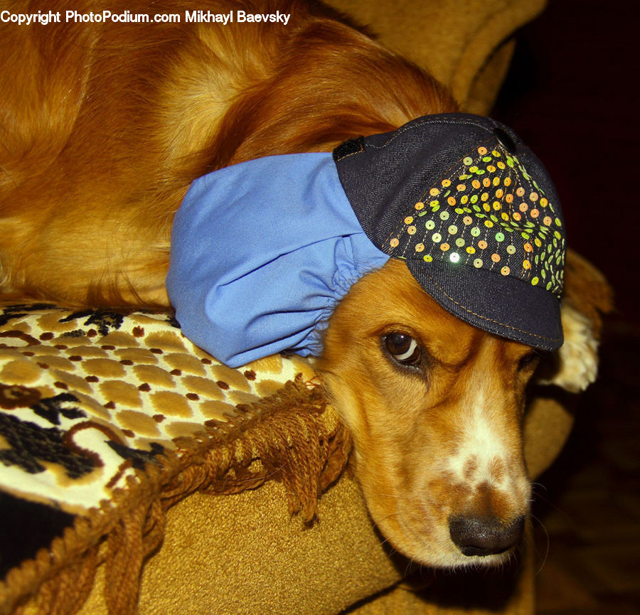 Animal, Beagle, Canine, Dog, Hound, Mammal, Pet