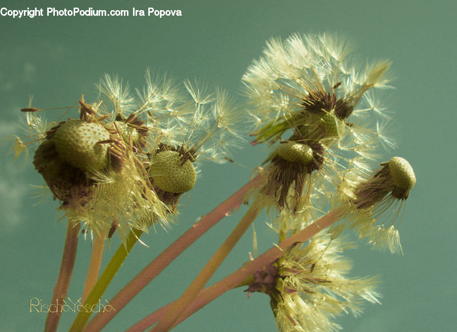Dandelion, Flower, Plant, Invertebrate, Sea Anemone, Sea Life, Durian