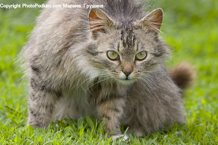 Animal, Cat, Mammal, Manx, Pet, Field, Grass