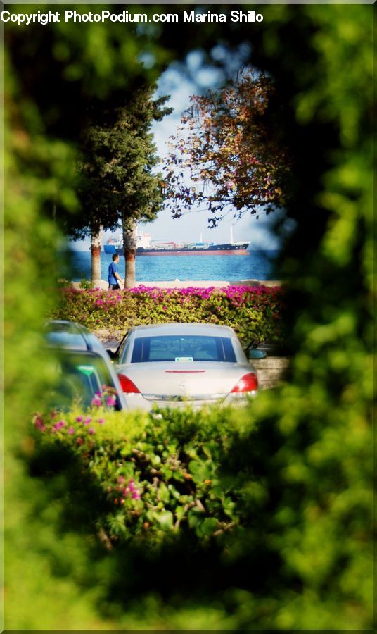 Building, Cottage, Housing, Moss, Plant, Conifer, Tree