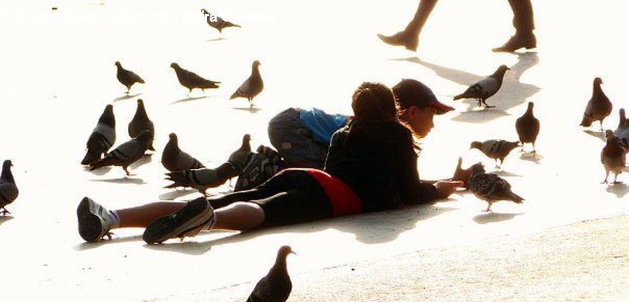 People, Person, Human, Couch, Furniture, Bird, Pigeon