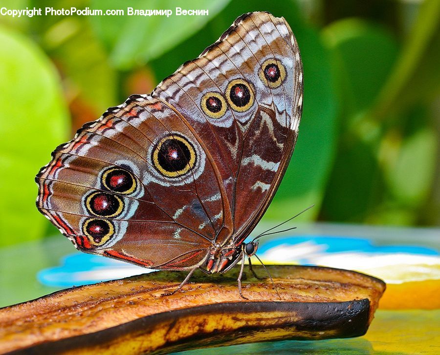 Butterfly, Insect, Invertebrate