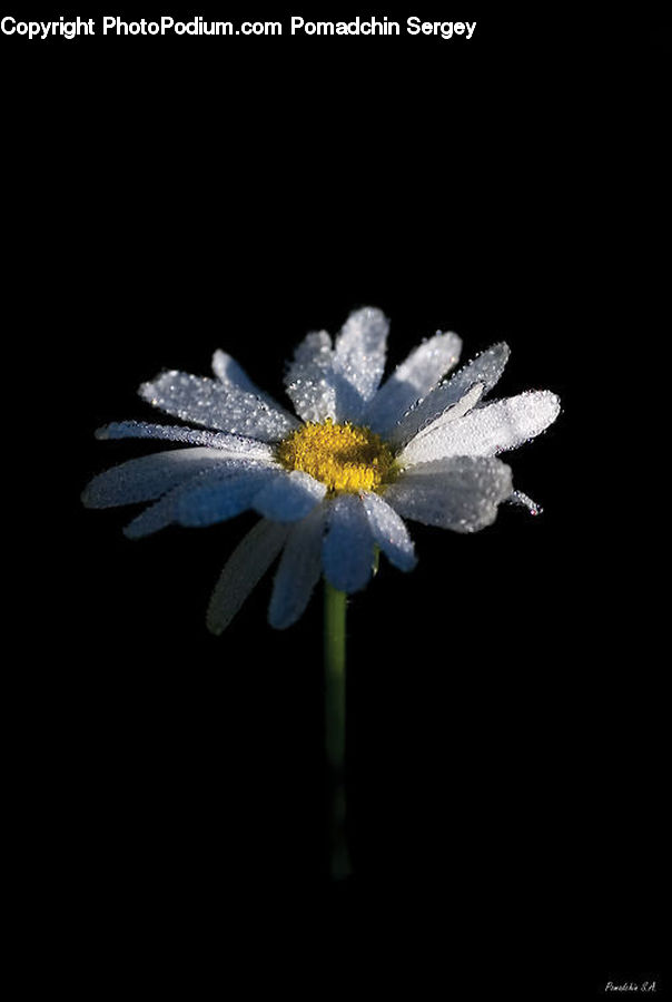 Daisies, Daisy, Flower, Plant, Blossom, Flora, Asteraceae