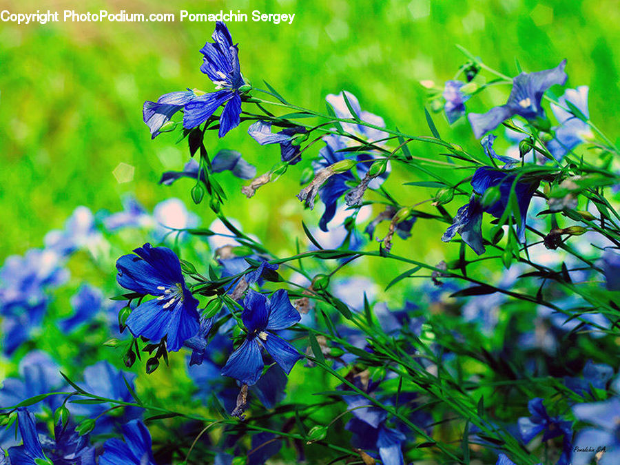 Plant, Potted Plant, Blossom, Flora, Flower, Geranium, Fiber