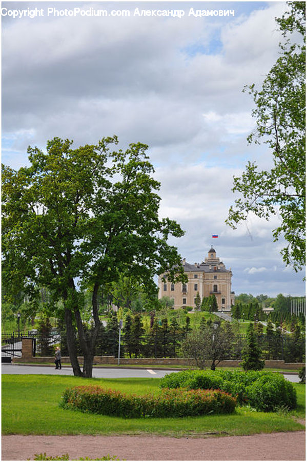 Campus, Oak, Tree, Wood, Plant, Park