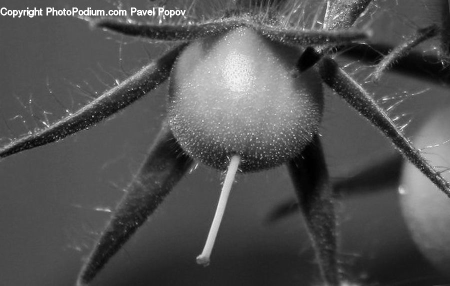 Water, Arachnid, Garden Spider, Insect, Invertebrate, Spider, Blossom