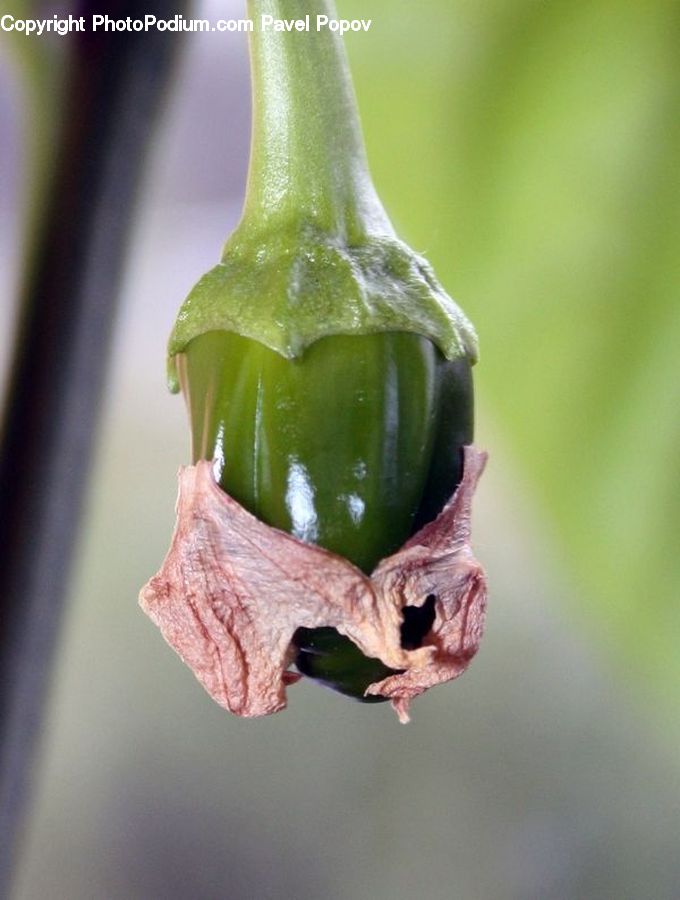 Bell Pepper, Pepper, Produce, Vegetable, Head, Portrait, Blossom