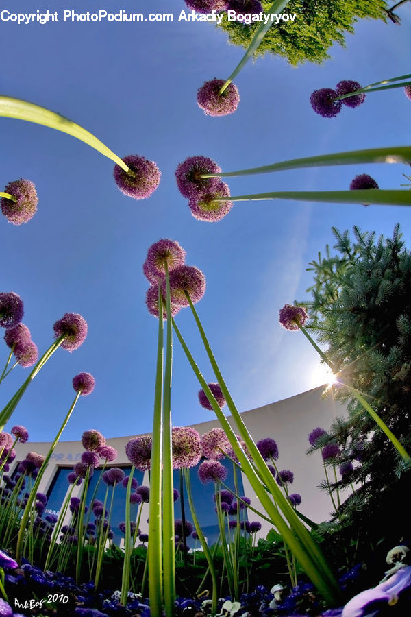 Allium, Blossom, Flora, Flower, Plant, Thistle, Weed