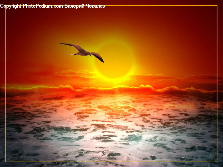 Bird, Seagull, Albatross, Kite Bird, Dusk, Outdoors, Sky