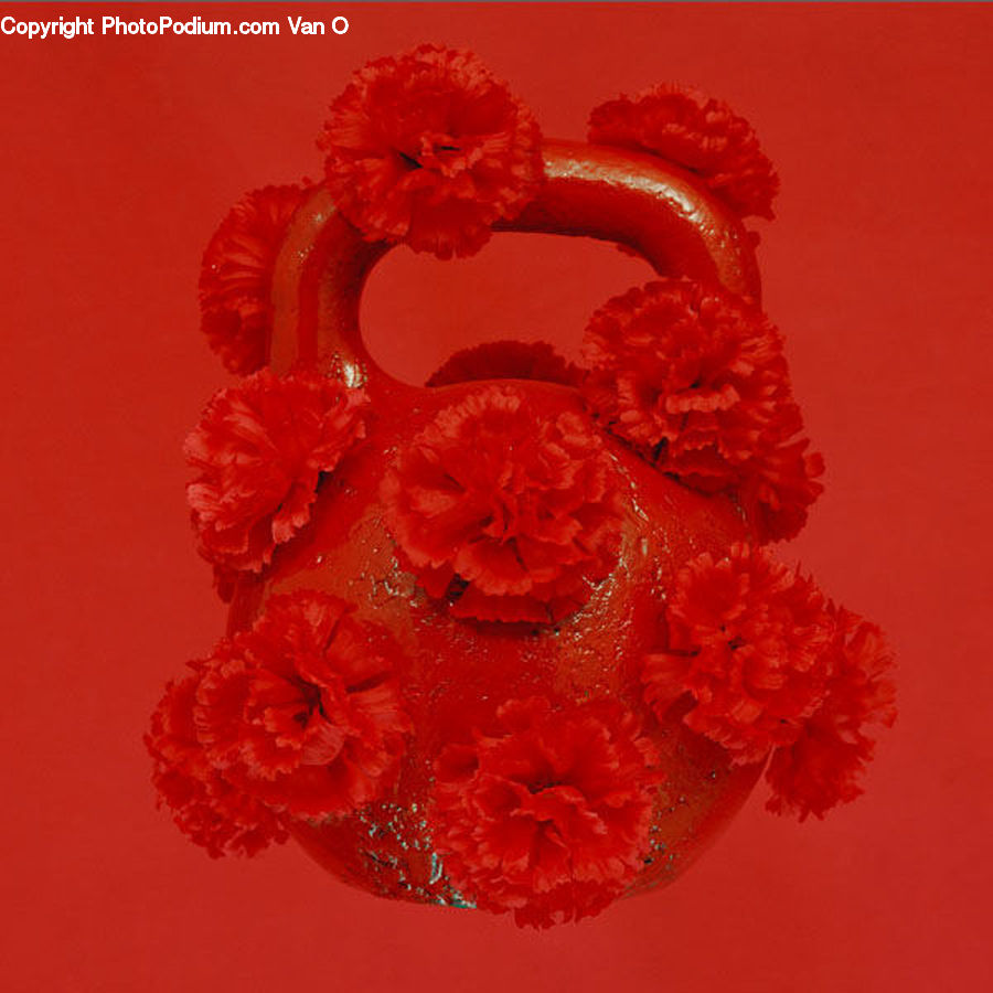 Blossom, Carnation, Flower, Plant, Accessories, Flora, Geranium