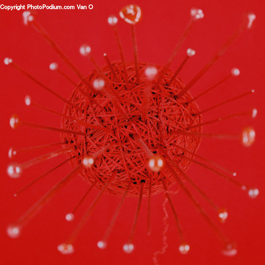 Dandelion, Flower, Plant, Dill, Ornament, Light Fixture, Fractal