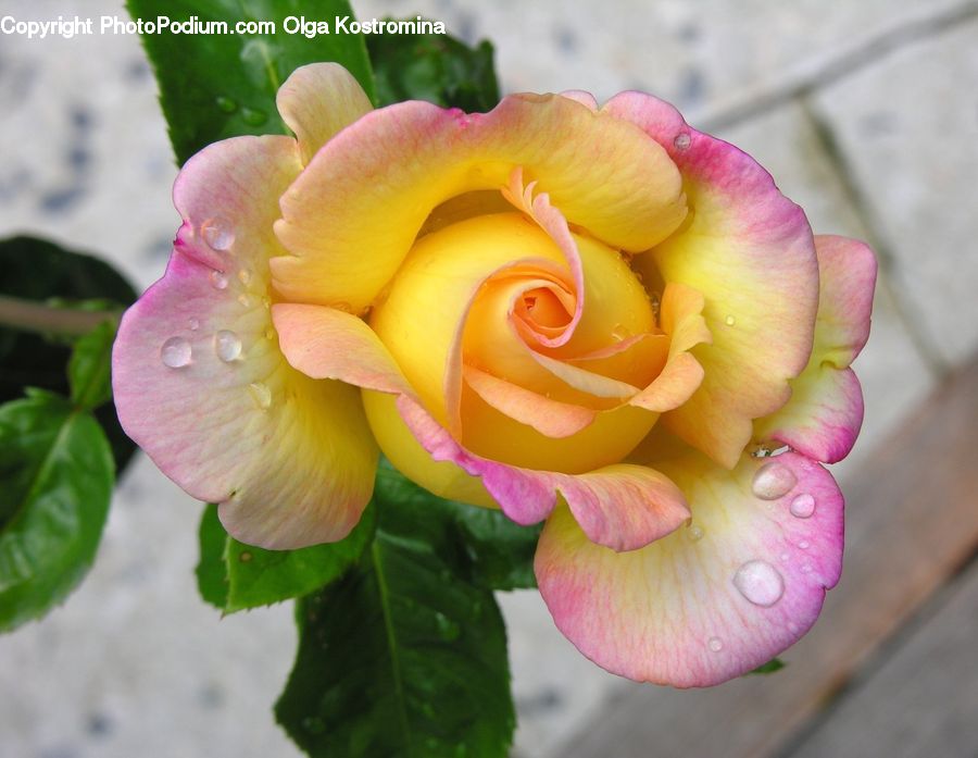 Blossom, Flower, Plant, Rose, Flora, Gladiolus, Flower Arrangement