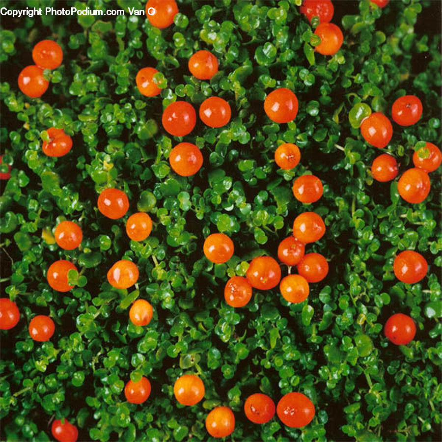 Cabbage, Kale, Produce, Vegetable, Tomato, Market, Fruit