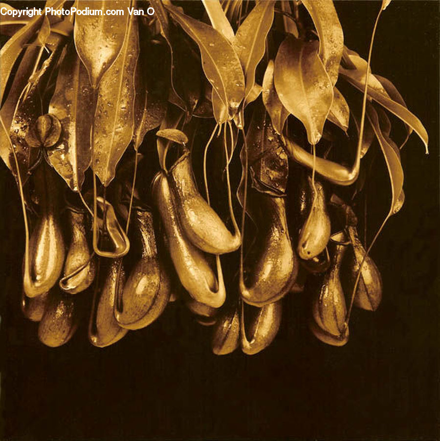 Art, Painting, Still Life, Bean, Produce, Vegetable, Footwear