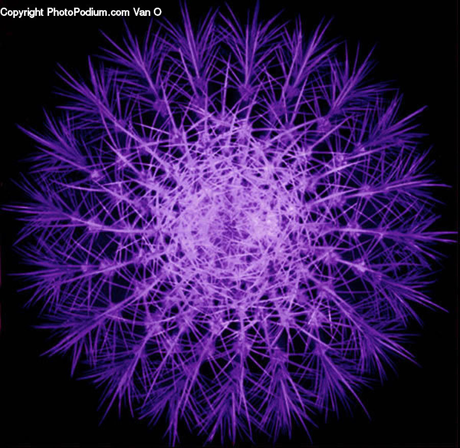 Fireworks, Night, Fractal, Lighting, Plant