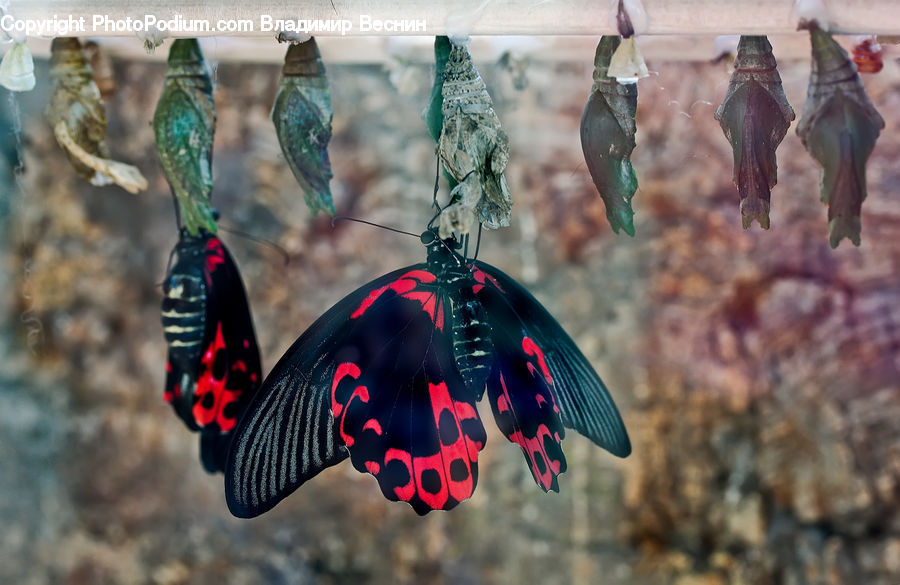 Animal, Bat, Racket, Butterfly, Insect, Invertebrate, Ornament