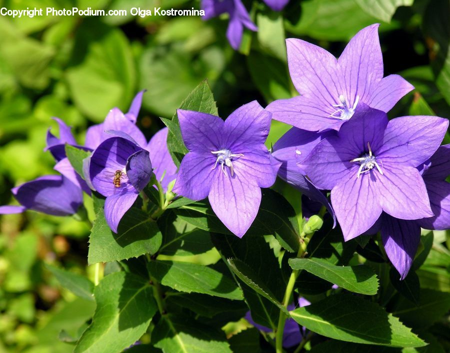 Blossom, Flora, Flower, Geranium, Plant, Violet, Crocus